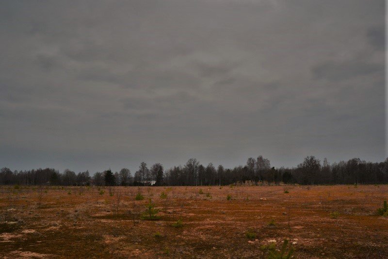 Landskap skog